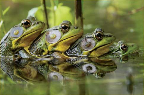 Frogs that comes out of the Abyss multiply very fast. In the Charismatic Churches it multiplies by «soaking». 