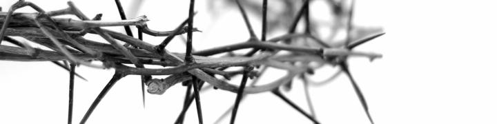 cropped-stockxpertcom_id945311_size2-crown-of-thorns2