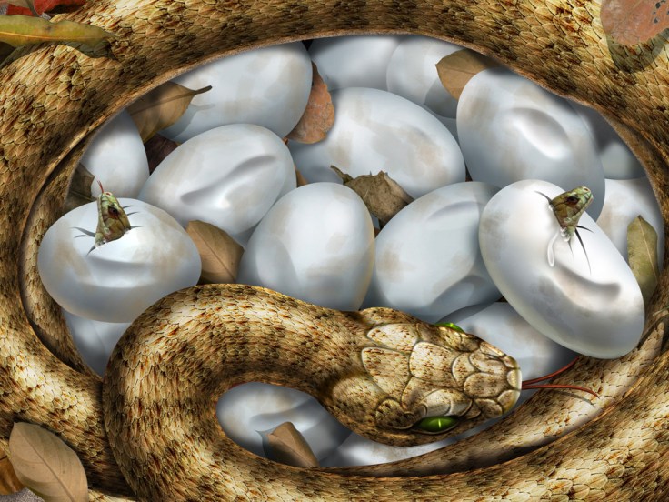 Hatching_Snake_Eggs