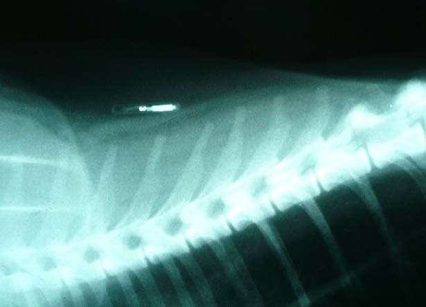 This cat has been tagged with a chip on the top of his leg. 