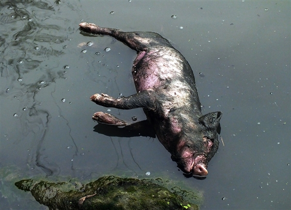 Dead pigs in the drinking waters of the city of Shanghai. 