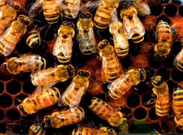 Americans might have in access of military fire power, but will perish with its bees.