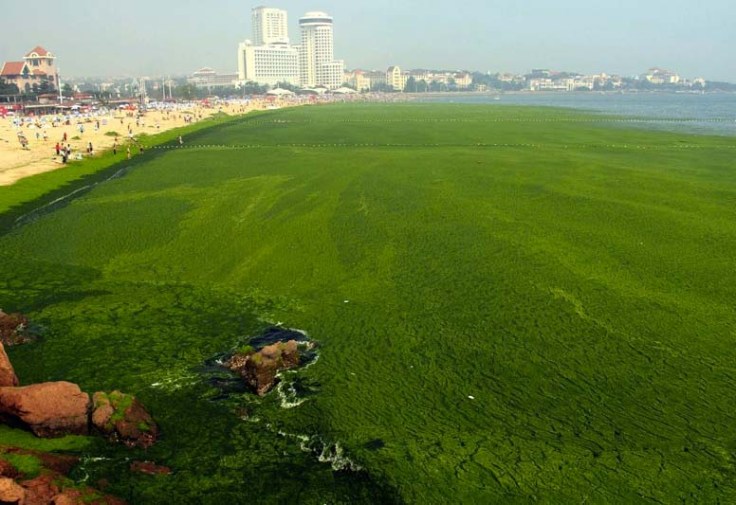 It might not be greener on the other side of the Yellow Sea, for the polluting Chinese industry.