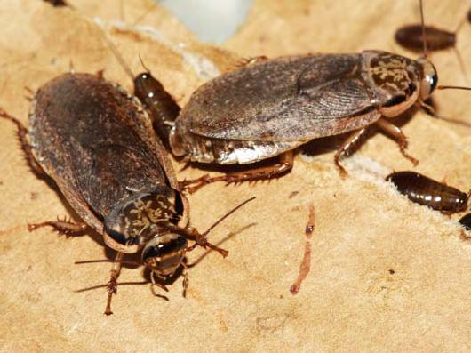 A million or so of these bugs is not want you desire inside your kitchen. 