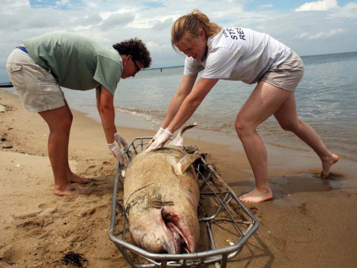 One of the 83 that’s washed up on Virginia’s beaches.AP Photo/The Virginian-Pilot, Dorothy Edwards
