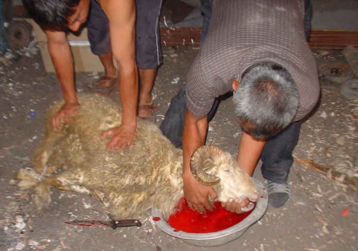 Blood offerings continue in large parts of the Pagan world,  also in Muslim nations. 