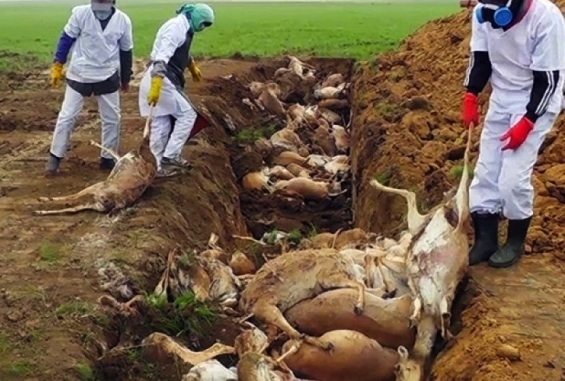 The massgraves of rare saiga antelopes in Kazakstans is a spectacular reminder of what will soon happen to the human race. 