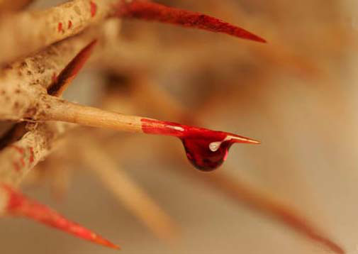 The only blood that can atone for sins, is the blood of Jesus the Messiah. 